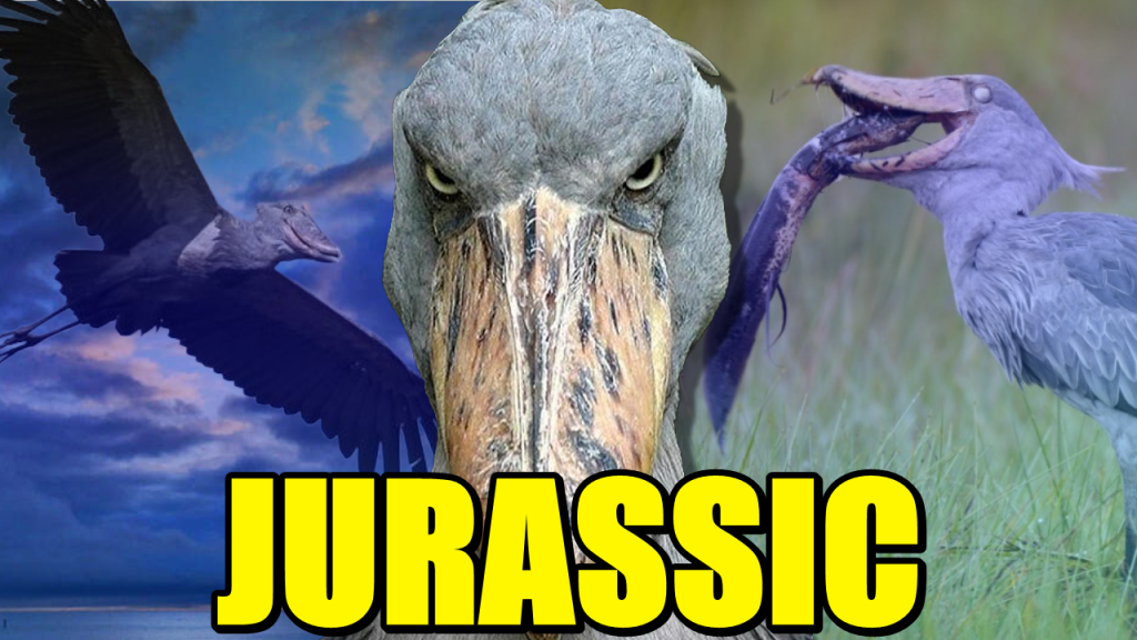Shoebill Stork: Nature’s Real-Life Dinosaur