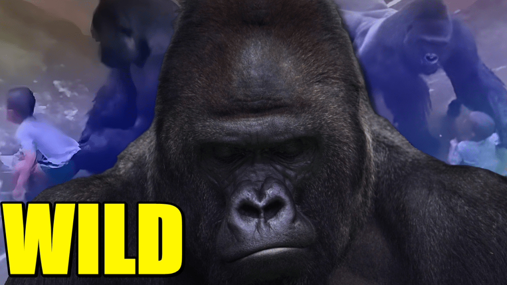 The Story Behind Harambe’s Deadly Encounter